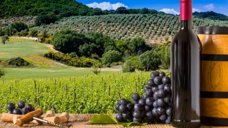 Retos de la vitivinicultura: supervivencia y evolución