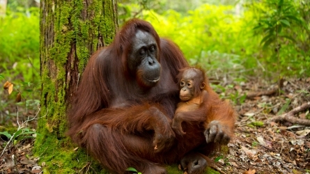 La vida del ‘humano del bosque’ en Borneo, Indonesia