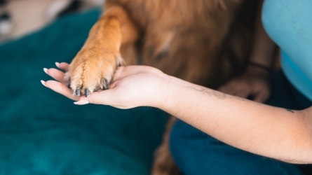 Animalia etika gizartean Animalia etika gizartean