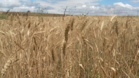 Ciencia e Innovación en producción ecológica