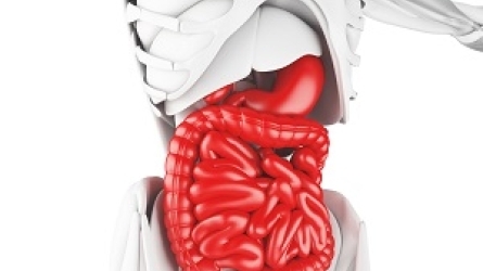 Trascendencia del intestino e hígado en la salud del individuo