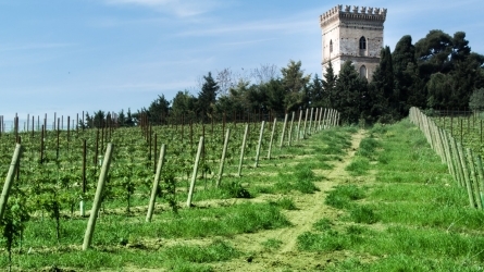 Defensa del viñedo histórico, defensa de nuestra identidad