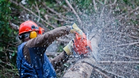 Prevención de riesgos laborales en el sector forestal - madera 